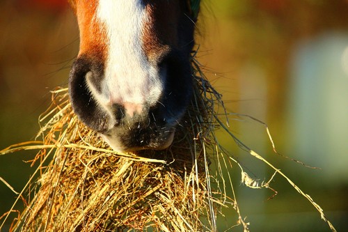 Are HAVENS concentrate feeds complete feeds?