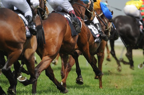 Feed for racehorses