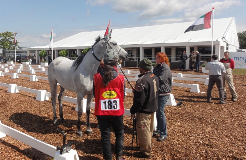 Afbeelding bij '10th Dutch CEI Fasnatrail - powered by HAVENS'